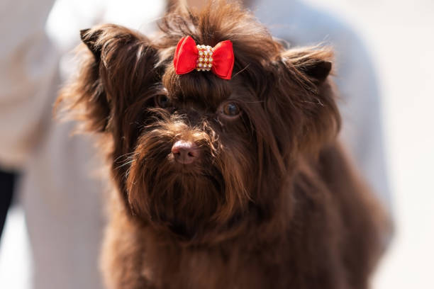 Charming Yorkshire terrier, chocolate color, with a beautiful bow in the bangs stock photo