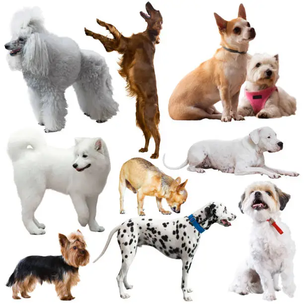 Photo of Large group of dogs isolated on a white background