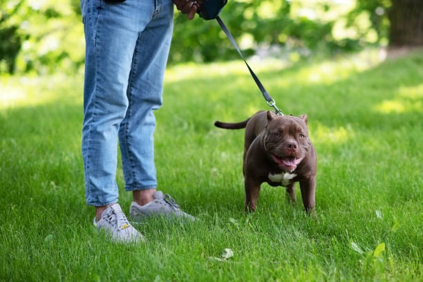 istock Beautiful brown pit bull, in the grass on a leash. 1401427309
