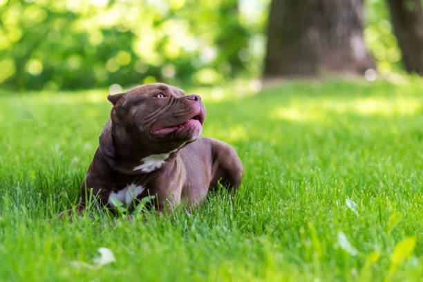 istock Beautiful brown pit bull, in the grass on a leash. 1401428530