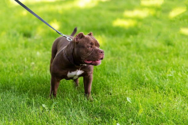 istock Beautiful brown pit bull, in the grass on a leash. 1401428565