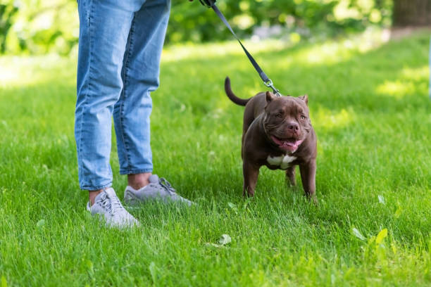 istock Beautiful brown pit bull, in the grass on a leash. 1401428606