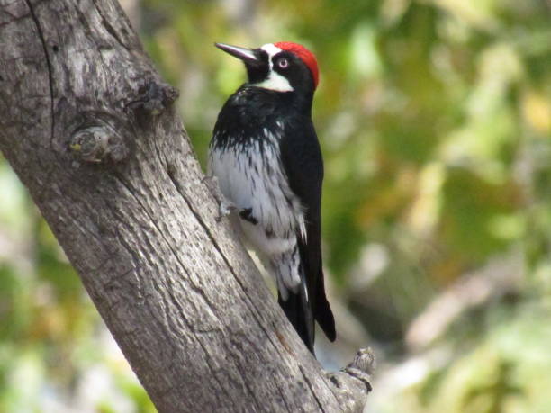 istock Woodpecker pecking wood 1401429153