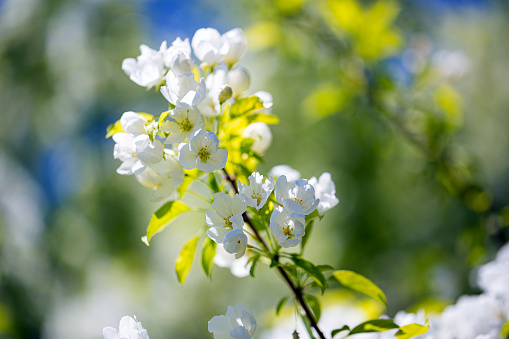 White crab apple blossoms in Springtime.