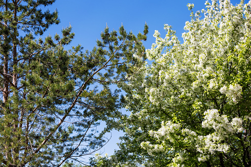 A blooming white crab apple tree next to a pine tree with new growth in Springtime.