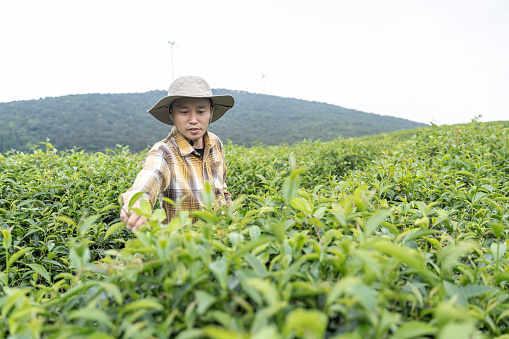 An Asian male farmer picks tea in an organic tea garden