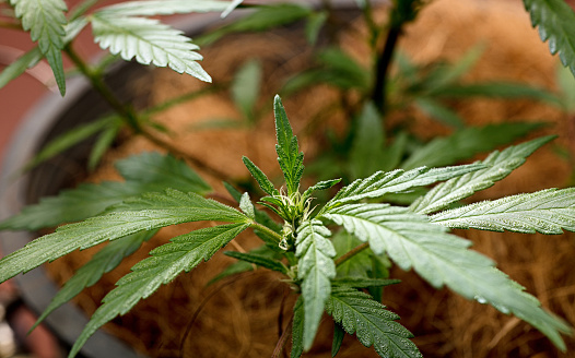 studio photo of marijuana plant with pistils and fantastic leaves