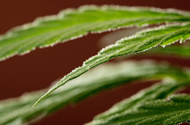 studio photo of marijuana plant with pistils and fantastic leaves