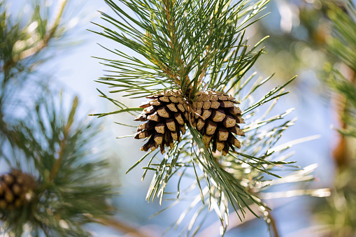 Closeup view of coniferous tree with cones outdoors