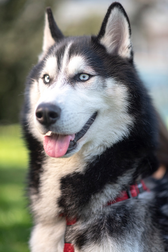 ハスキーの子犬の写真 Unsplashで見つける犬の無料写真 ハスキーの子犬の写真 Unsplashで見つける犬の無料写真