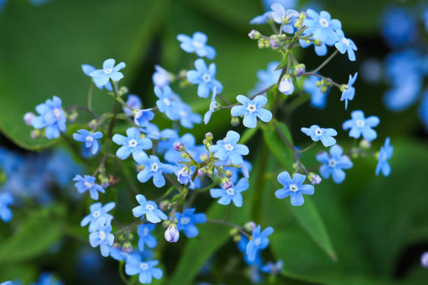 fleurs bleues de brunnera. myosotis fleurs, myosotis scorpioides - forget me not flower flower head blue photos et images de collection
