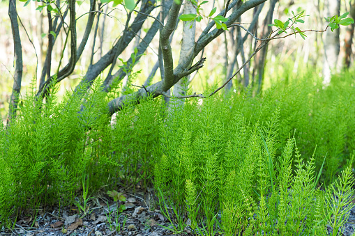 Green stems of field horsetail or Equisetum arvense growing in a forest