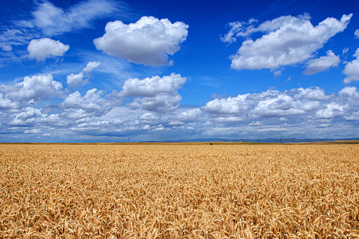 Field of wheat, ready for harvest, under a cloudy sky.\n\nTaken in the San Joaquin Valley, California, USA.