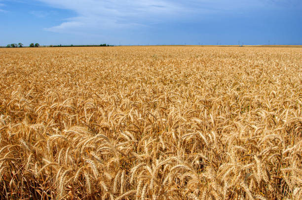 istock Field of Wheat Ready for Harvest 1401433770