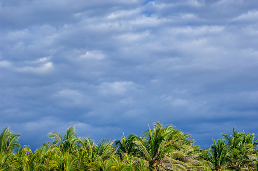 Tropical palm trees, with coconuts, growing in the Central America country of El Salvador.