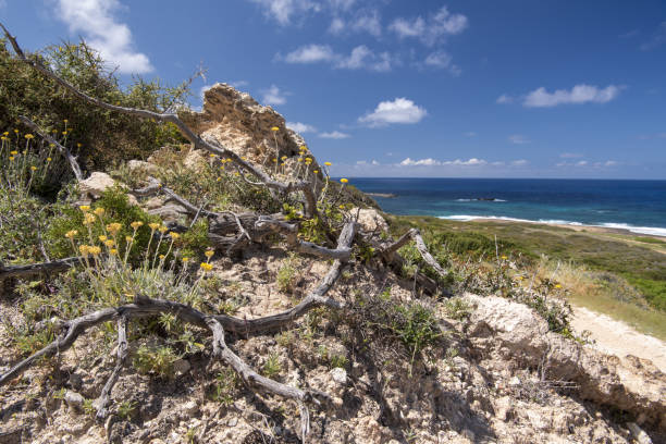 Agios Georgios (St. George) area with vegetation adapted to the dry climate and harsh coastal environment. Nikon D750 with Nikon 24-70mm ED VR zoom lens.
