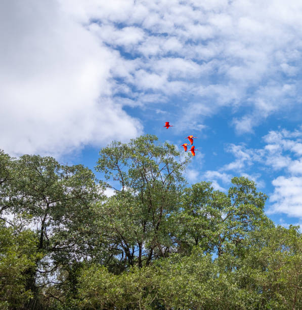 Tupi Flying Tupi red bird, Scarlet Ibis amazon forest stock pictures, royalty-free photos & images