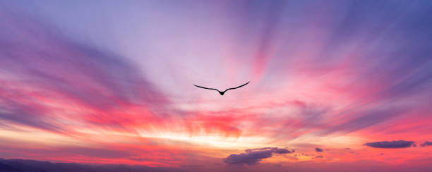 istock Sunset Bird Silhouette Inspirational Banner 1401436001