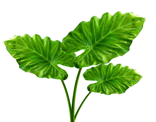 istock Alocasia machrorhiza 140143814