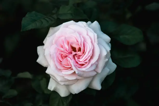 Rosa Francis Meilland, Prince Jardinier, pink rose Alexandre Pouchkine in the night garden