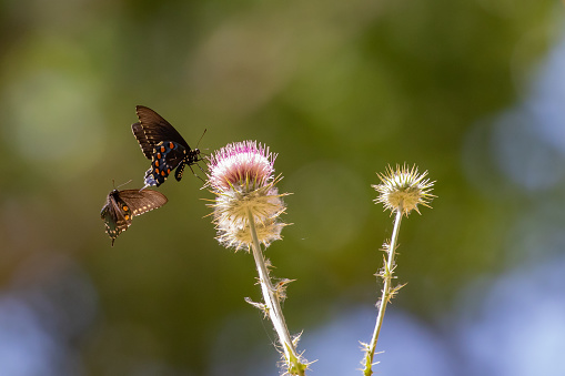 Pipevine Swallowtail Butterfly on a Thistle