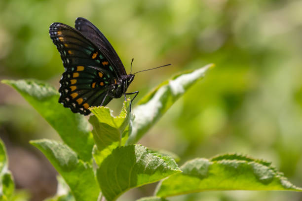 istock Red Spotted Admiral Butterfly on Apple Leaf 1401439187