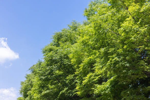 istock Fresh Green Leaves and sky 1401441707