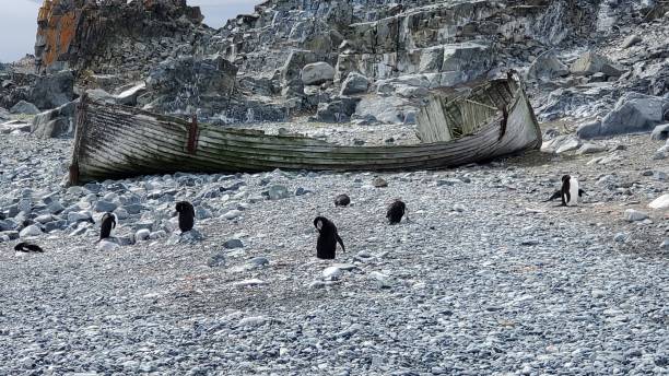 isola half moon antartide - animal chinstrap penguin antarctic peninsula ice floe foto e immagini stock