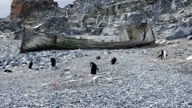 ハーフムーン島南極大陸 - penguin chinstrap penguin antarctic peninsula ice floe ストックフォトと画像