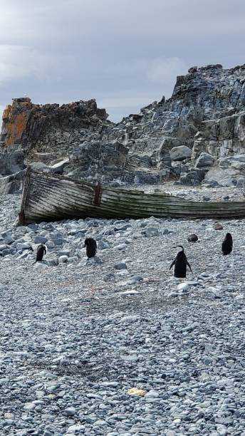 halbmondinsel antarktis - penguin chinstrap penguin antarctic peninsula ice floe stock-fotos und bilder