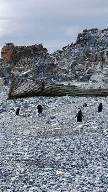 ハーフムーン島南極大陸 - penguin chinstrap penguin antarctic peninsula ice floe ストックフォトと画像