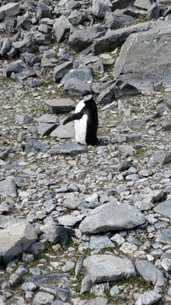 halbmondinsel antarktis - penguin chinstrap penguin antarctic peninsula ice floe stock-fotos und bilder