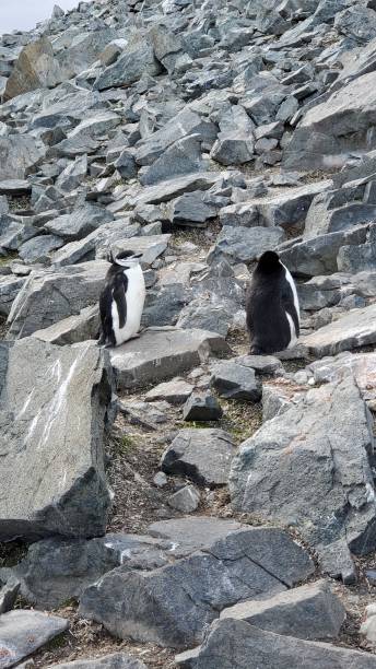 halbmondinsel antarktis - penguin chinstrap penguin antarctic peninsula ice floe stock-fotos und bilder