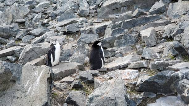 ハーフムーン島南極大陸 - penguin chinstrap penguin antarctic peninsula ice floe ストックフォトと画像