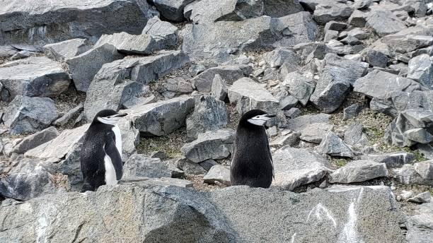 halbmondinsel antarktis - penguin chinstrap penguin antarctic peninsula ice floe stock-fotos und bilder