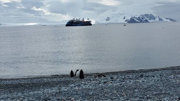 halbmondinsel antarktis - penguin chinstrap penguin antarctic peninsula ice floe stock-fotos und bilder