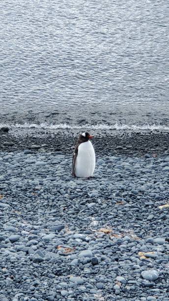 ハーフムーン島南極大陸 - penguin chinstrap penguin antarctic peninsula ice floe ストックフォトと画像