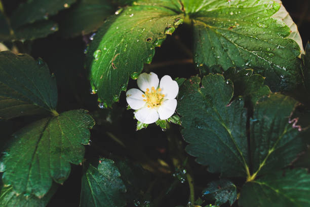 Strawberry flower and leaves in garden stock photo