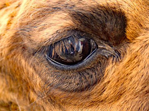 close-up of a bactrian camel (Camelus Ferus / Camelus Bactrianus)