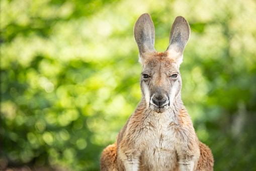 A close up front view portrait of a Kangaroo with out of focus greenery background.