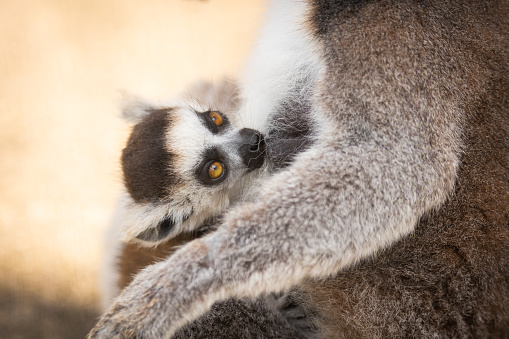 A close up portrait of a Lemur baby staying close to mother.