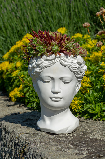 Venus goddess bust planter made of plaster with growing Houseleek or Sempervivum.