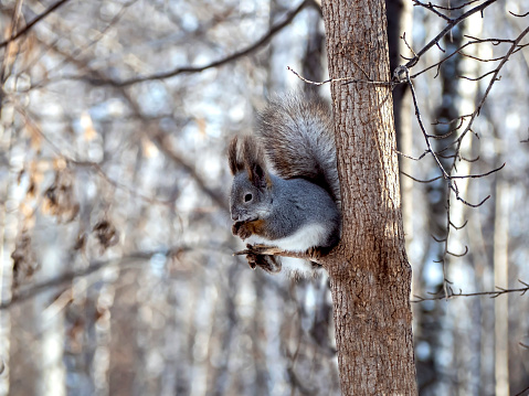 A gray squirrel eats berries in a shrub of Viburnum obier.