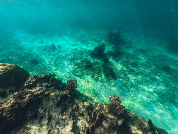 istock Underwater at the beach on the island 1401452766