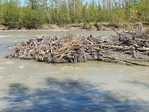 istock Beaver dam in Klutina river 1401454219
