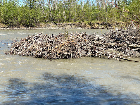 A beaver dam stays strong despite the constant pounding of the raging river.
