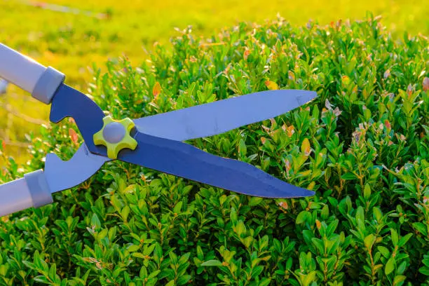 Garden shears cutting a boxwood.Tool for plant formation. Boxwood pruning.Topiary pruning.Shearing and shaping boxwood in a sunny summer green garden.Plant pruning.Round shape of boxwood.