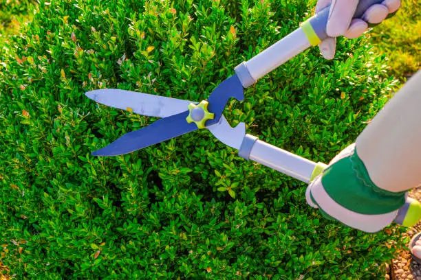 Boxwood pruning.Topiary pruning.Shearing and shaping boxwood in a sunny summer green garden.Plant pruning.Garden shears in male hands cutting a boxwood.Tool for plant formation
