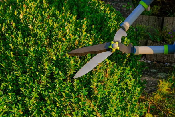 Boxwood pruning.Shearing and shaping boxwood in a sunny summer green garden.Plant pruning.Round shape of boxwood.Tool for plant formation
