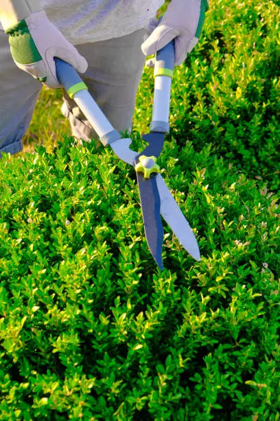 Boxwood pruning.Shearing and shaping boxwood in a sunny summer green garden.Plant pruning.Round shape of boxwood.Garden shears in male hands cutting a boxwood.Tool for plant formation